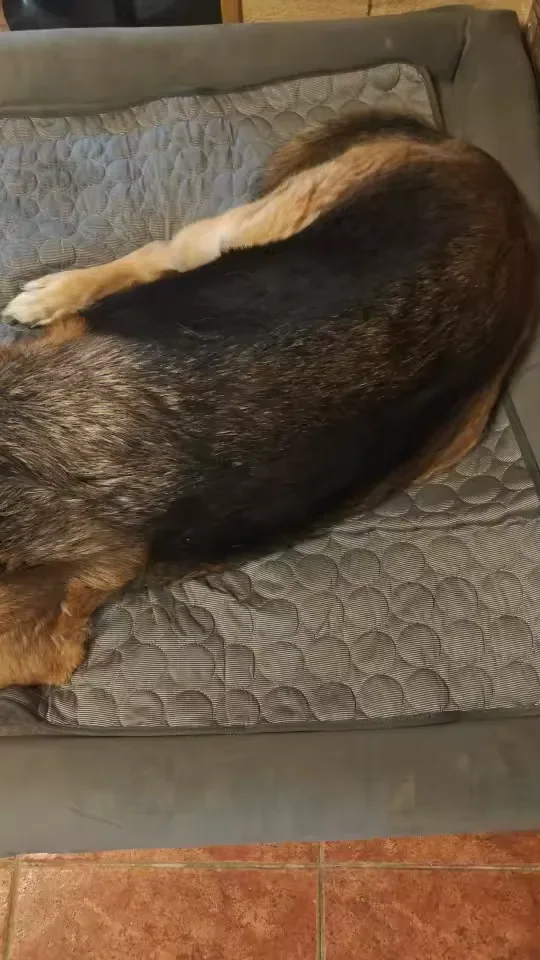 Cane di grossa taglia disteso su un tappetino refrigerante Frimouf