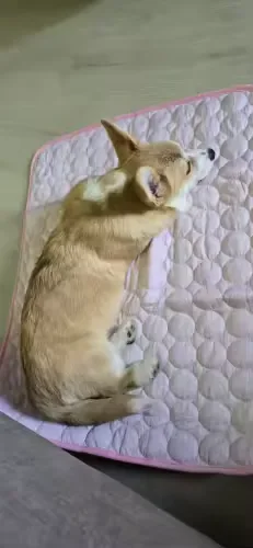 Cane tipo shiba addormentato su un tappetino refrigerante Frimouf