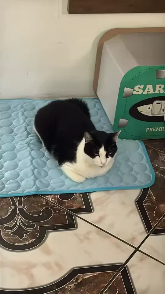 Gattino bianco e nero su un tappetino refrigerante Frimouf