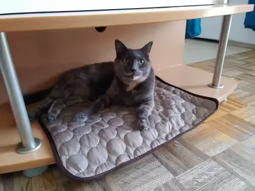 Gatta grigia sdraiata su un tappetino refrigerante Frimouf