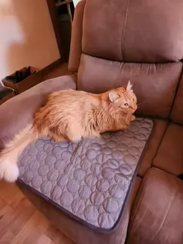 Gatto rosso a pelo lungo su un tappetino refrigerante Frimouf